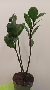 Комнатные растения Zamioculcas