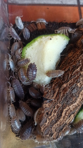 Isopodis Porcellio laevis orange (3 foto / 3)