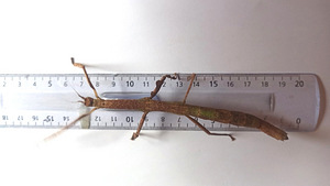 Raagritsikad Mnesilochus portentosus (3 foto / 3)