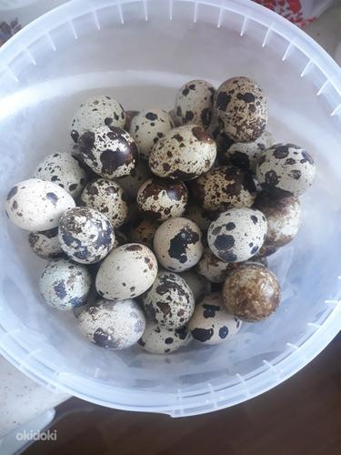 Vutti munad (foto #1)