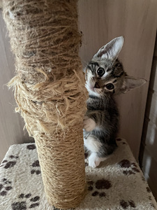 Отдаём котят в добрые руки (9 фото из 10)
