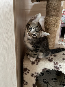 Отдаём котят в добрые руки (10 фото из 10)