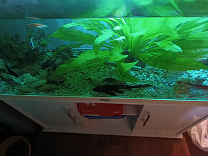 Akvaarium juveel 240 l (2 foto / 5)