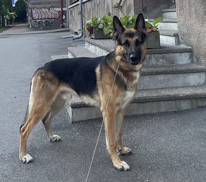 Saksa lambakoer otsib pruuti (1 foto / 3)