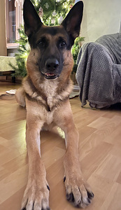 Saksa lambakoer otsib pruuti (2 foto / 3)