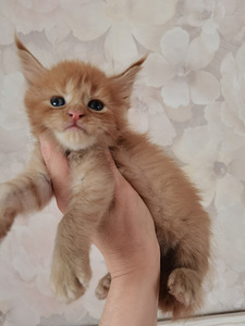 Котята Maine Coon (7 фото из 8)