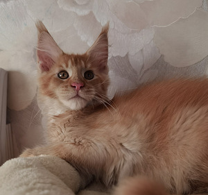 Maine Coon котята (2 фото из 6)
