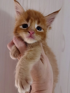 Maine Coon Котята (3 фото из 5)