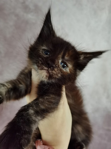 Maine Coon котята (5 фото из 6)