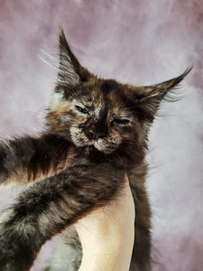 Maine Coon котята (8 фото из 8)