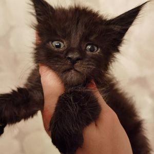 Maine Coon kassipojad (1 foto / 4)