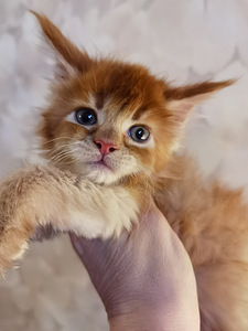 Maine Coon kassipojad (2 foto / 4)