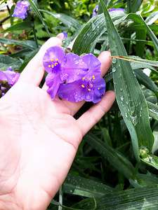 Hollandi tradescantia (1 foto / 2)
