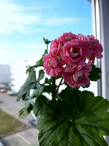 Pelargon Anita (1 foto / 4)