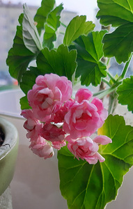 Pelargoonia swanland pink australien pink rosebud (2 foto / 3)