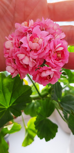 Pelargoonia swanland pink australien pink rosebud (1 foto / 3)