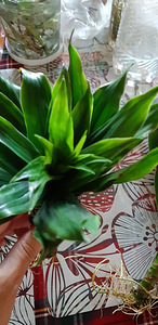 Draakonipuu Fragrans (1 foto / 5)
