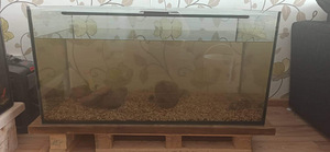 Akvaarium 250l (1 foto / 2)