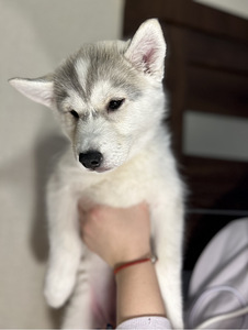 Siberi husky kutsikad (3 foto / 9)