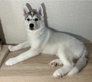 Siberi husky kutsikad (5 foto / 9)