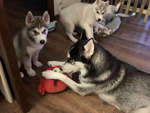 Siberi husky kutsikad (8 foto / 9)