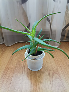 Лечебные растения. (2 фото из 4)