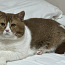 Briti noor haruldase värviga kass (foto #3)