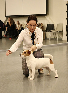 Jack Russelli otsib pruuti (2 foto / 5)