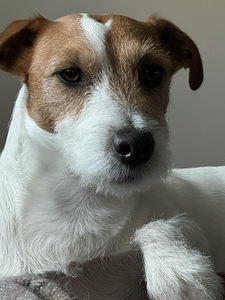 Jack Russelli otsib pruuti (1 foto / 5)