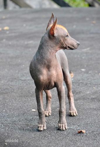 Одежда для перуанской голой собаки ᐉ Купить с Доставкой и Примеркой