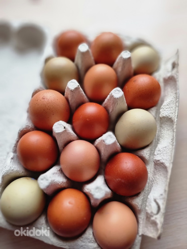 Домашние яйца (фото #1)