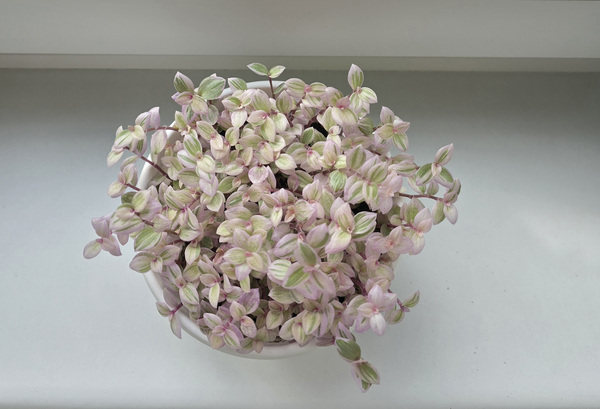 Callisia-'Pink Panther' + Callisia Repens(2tk.)
