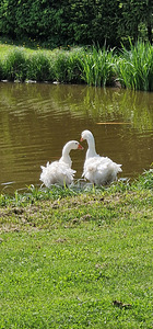 Müüa Sevastoopoli hanepaar (3 foto / 3)