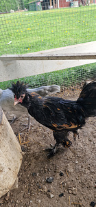 Продается Павловский петух (2 фото из 2)