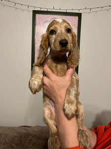 Krievu medību spanielu kucēni (2 foto no 8)