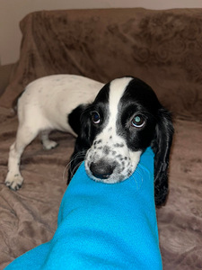 Krievu medību spanielu kucēni (6 foto no 8)