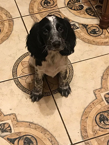 Krievu medību spanielu kucēni (7 foto no 8)