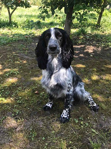 Krievu medību spanielu kucēni (8 foto no 8)