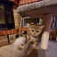 шотландские прямоухие котята (фото #4)