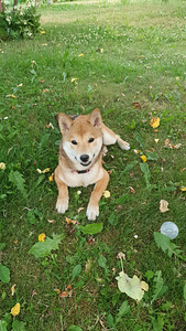 Shiba inu ootab peigmeest (4 foto / 5)