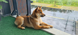Shiba (2 фото из 3)
