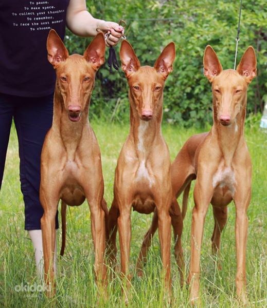 Pharaoh Hound puppies (valokuva #1)