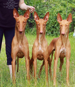 Pharaoh Hound puppies (1 valokuva sivusta 3)