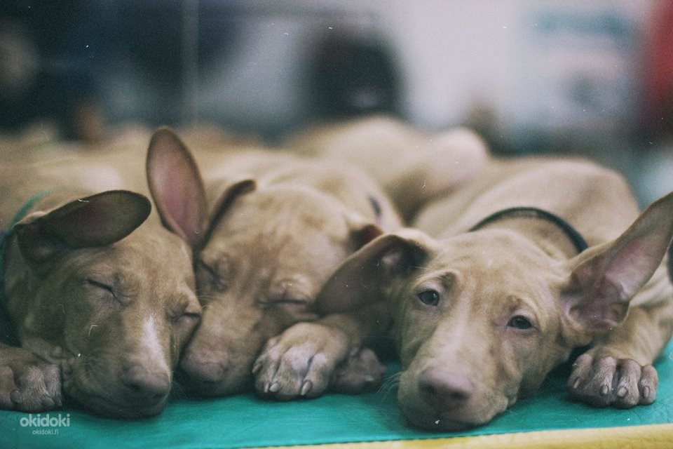 Pharaoh Hound puppies (valokuva #3)