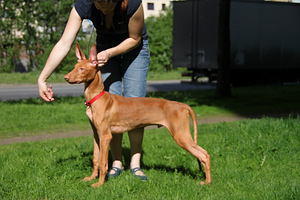 Pharaoh Hound (puppies) (2 nuotrauka iš 3)