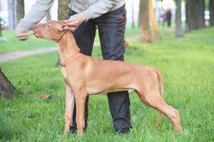 Pharaoh Hound (puppies) (3 nuotrauka iš 3)