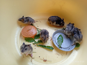 Džungaaria hamster (2 foto / 3)