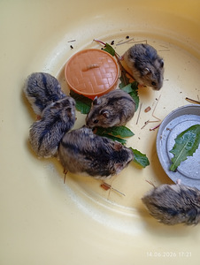 Džungaaria hamster (3 foto / 3)