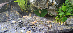 Ancistrus gold (3 foto / 3)