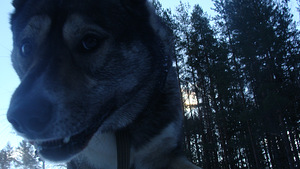 Lääne-Siberi laika, poiss (2 foto / 4)